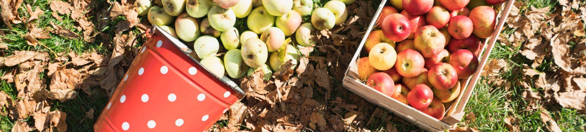Apple Picking